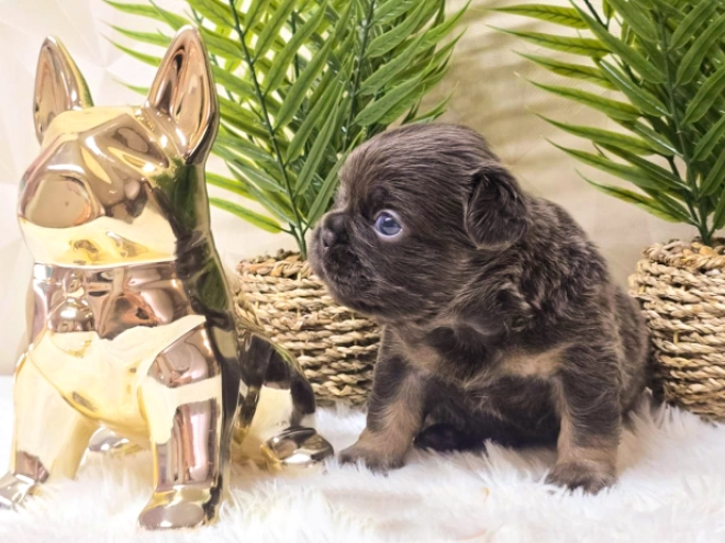 French Bulldog puppy for sale