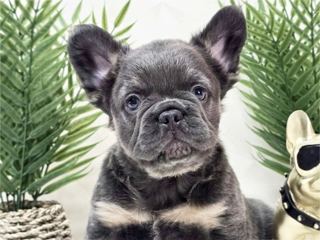 French Bulldog puppy for sale