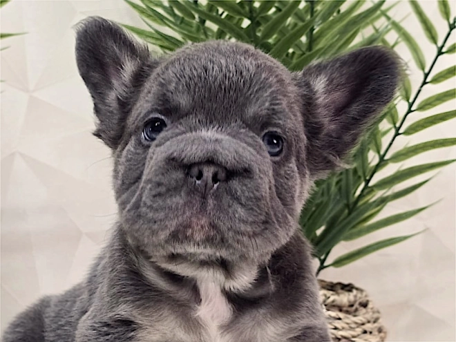 French Bulldog puppy for sale