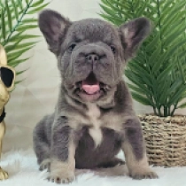 Louis, blue and tan fluffy French Bulldog for sale
