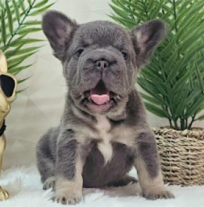 Perros Bulldog Francés en venta