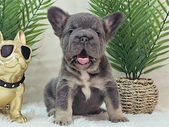 French Bulldog puppy for sale
