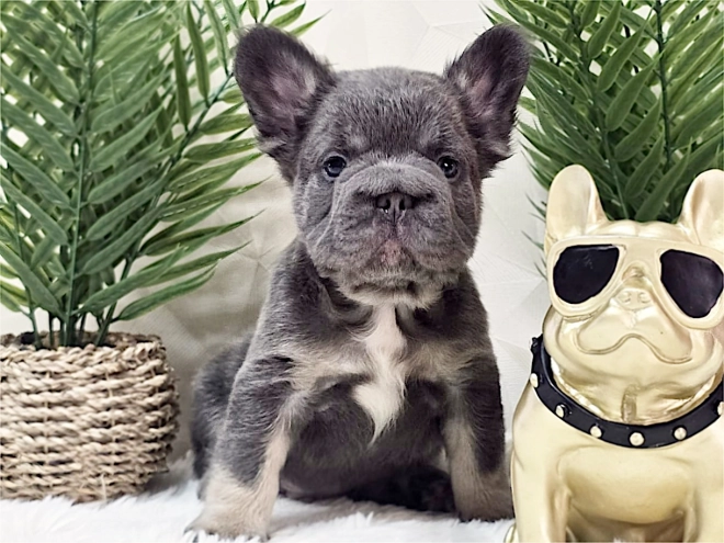 French Bulldog puppy for sale