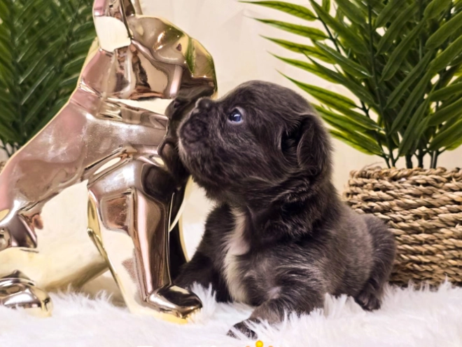 French Bulldog puppy for sale