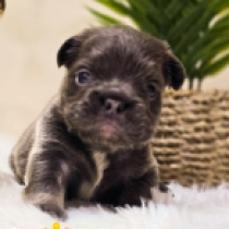 Louis, blue and tan fluffy French Bulldog for sale