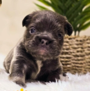 French Bulldog puppy for sale