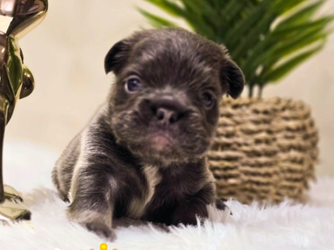French Bulldog puppy for sale