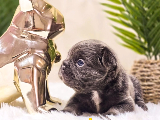 French Bulldog puppy for sale