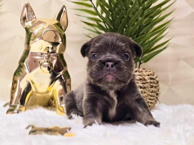 French Bulldog puppy for sale