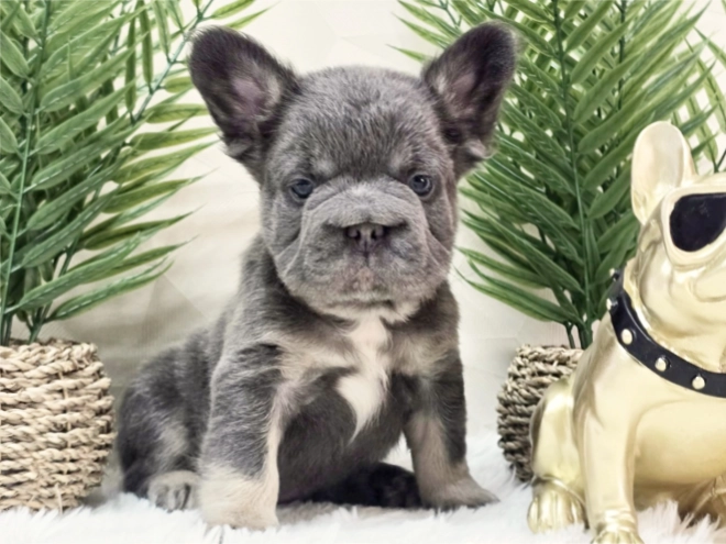 French Bulldog puppy for sale