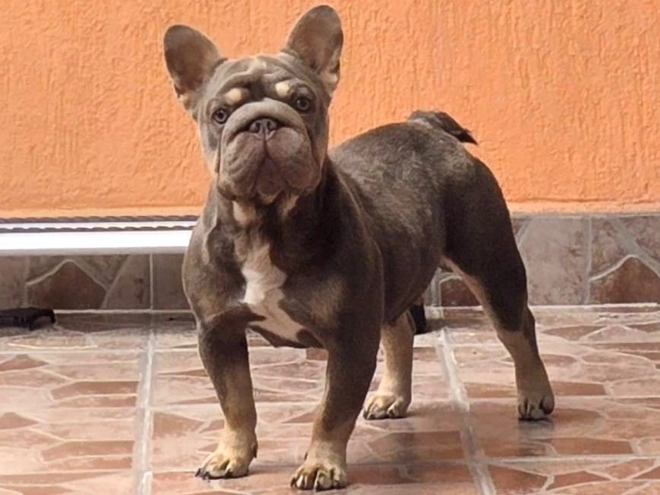 French Bulldog puppy for sale