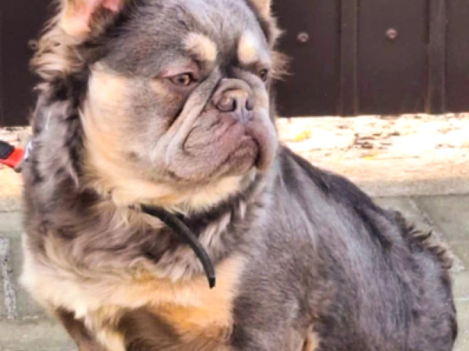 French Bulldog puppy for sale