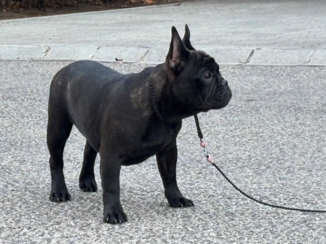 French Bulldog puppy for sale