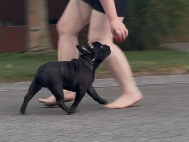 French Bulldog puppy for sale