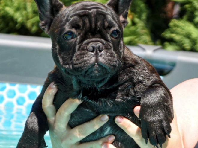 French Bulldog puppy for sale