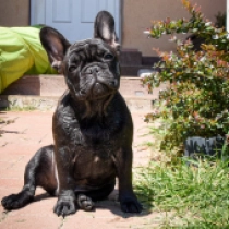 Starbucks, brindle French Bulldog for sale