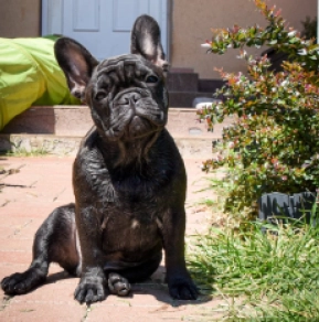 French Bulldog puppy for sale