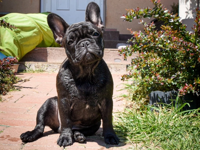 French Bulldog puppy for sale