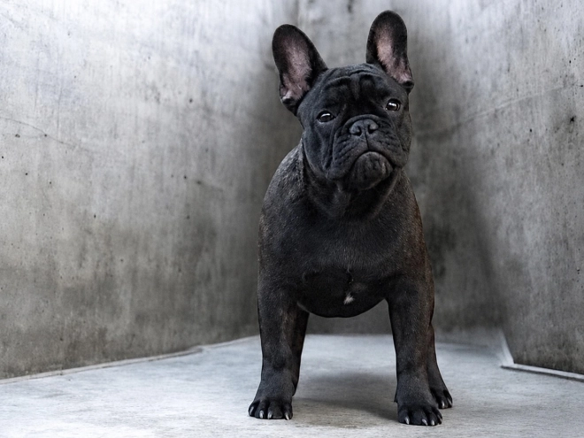French Bulldog puppy for sale