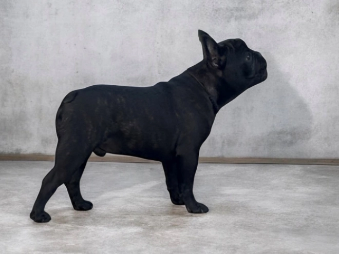 French Bulldog puppy for sale