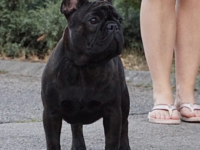 French Bulldog puppy for sale