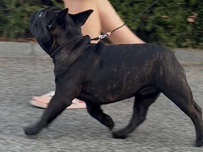 French Bulldog puppy for sale