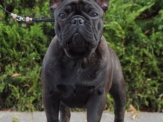 French Bulldog puppy for sale