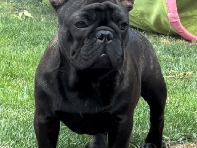 French Bulldog puppy for sale