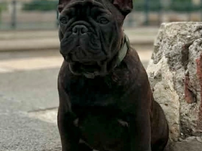French Bulldog puppy for sale