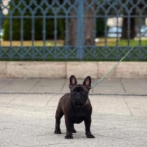 Dylan, brindle French Bulldog for sale