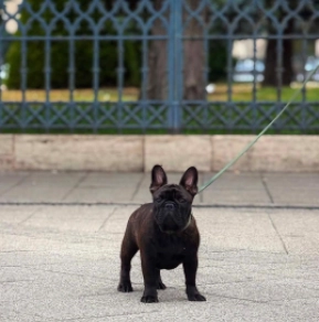 French Bulldog puppy for sale