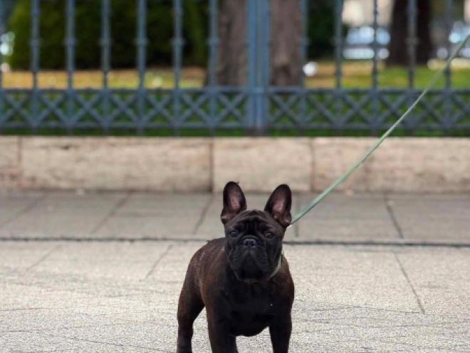 French Bulldog puppy for sale