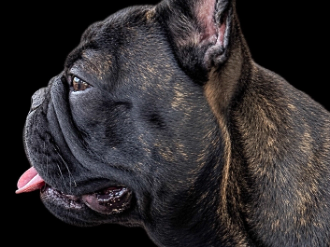 Perros Bulldog Francés en venta