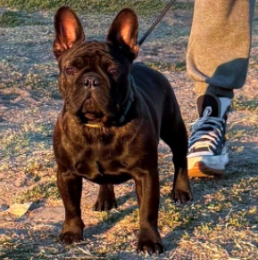 French Bulldog puppy for sale