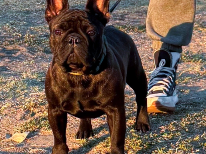 Perros Bulldog Francés en venta