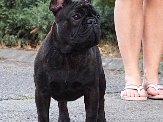 Perros Bulldog Francés en venta