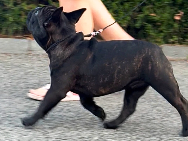 Perros Bulldog Francés en venta