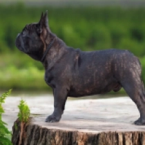Dylan, brindle French Bulldog for sale