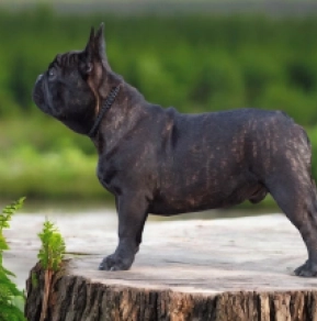 French Bulldog puppy for sale