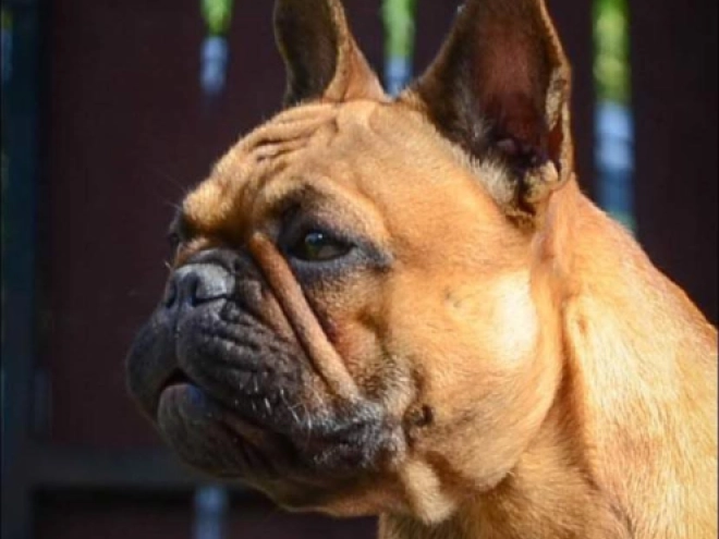 French Bulldog puppy for sale