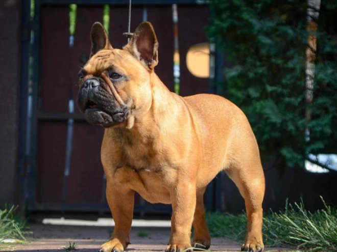 French Bulldog puppy for sale