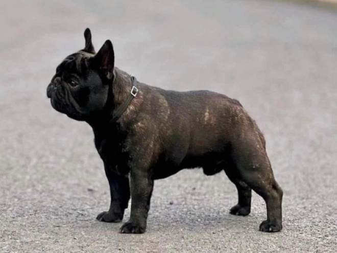 French Bulldog puppy for sale
