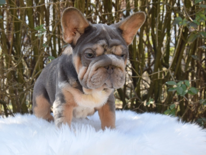 Perros Bulldog Francés en venta