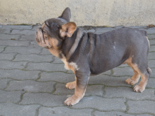 Perros Bulldog Francés en venta