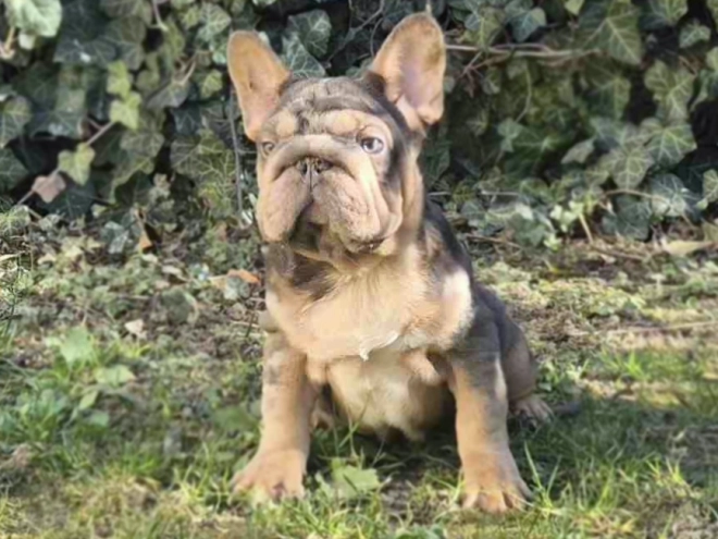 Perros Bulldog Francés en venta