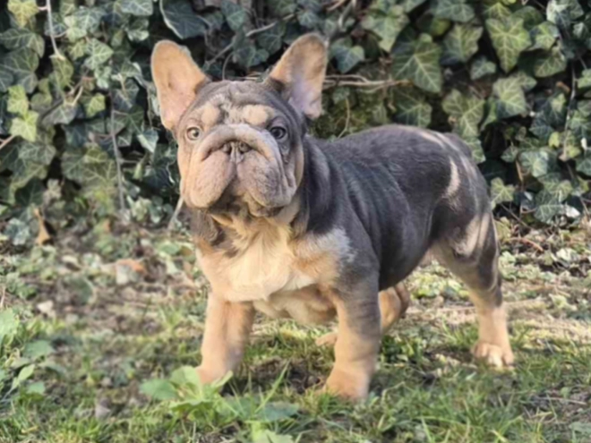 Perros Bulldog Francés en venta