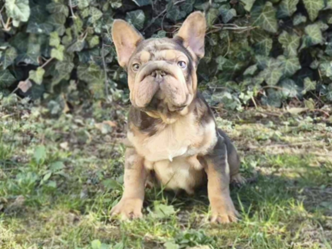 Perros Bulldog Francés en venta