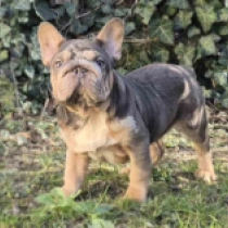 Edgar, blue tan merle big rope French Bulldog for sale