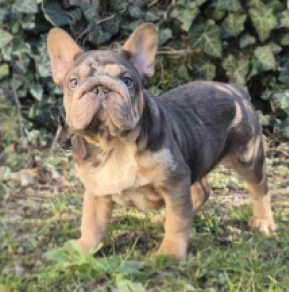 Französische Bulldogge Welpe kaufen