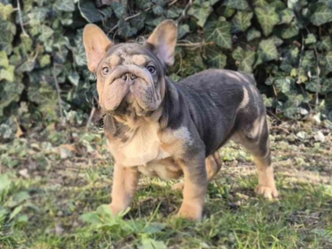 Perros Bulldog Francés en venta